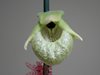 Paphiopedilum Malipoense (Orchid Inn)